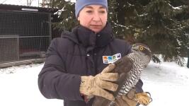 archa Ivana Hancvenclová se slepým jeřábem